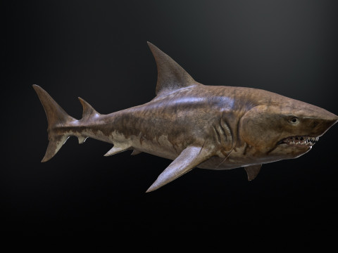 Shark5 3D Model