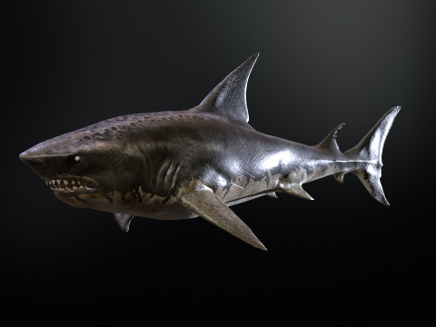 Shark5 3D Model
