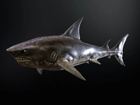 Squalo5 Modello 3D
