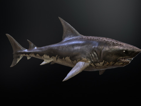 Shark5 3D Model