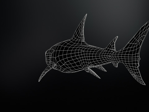 Shark5 3D Model