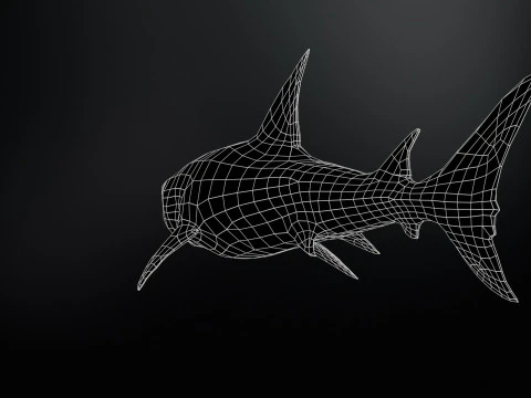 Squalo5 Modello 3D