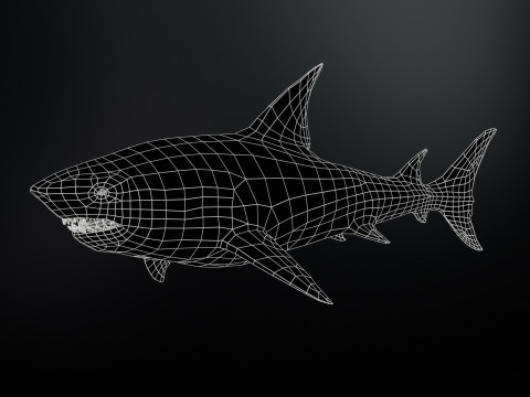 Shark5 3D Model