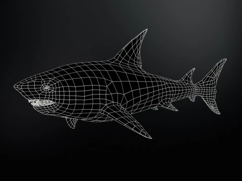 Squalo5 Modello 3D