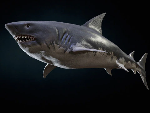 Squalo5 Modello 3D