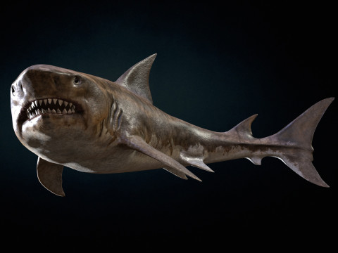 Shark5 3D Model