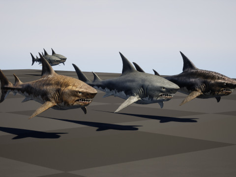 Shark5 3D Model