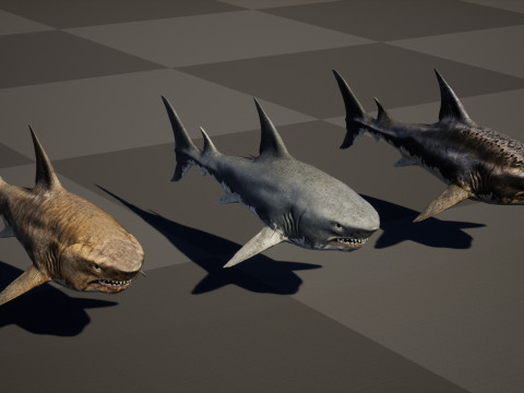 Shark5 3D Model