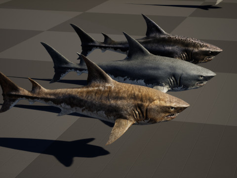Shark5 3D Model