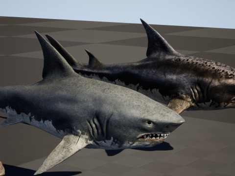 Shark5 3D Model