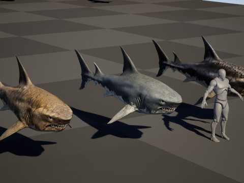 Shark5 3D Model