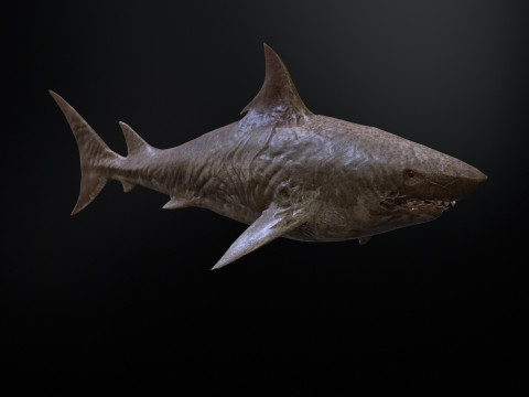 Shark3 3D 모델