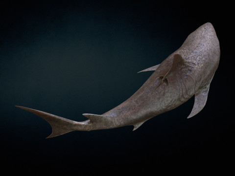 Shark3 3D 모델