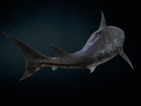 Shark3 3D 모델