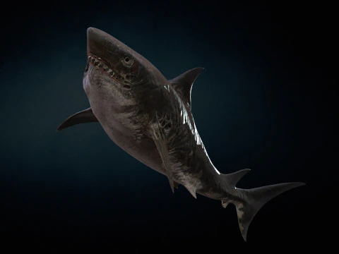 Squalo3 Modello 3D