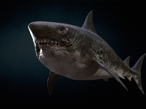 Shark3 3D 모델
