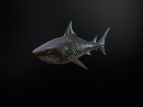 Shark3 3D 모델