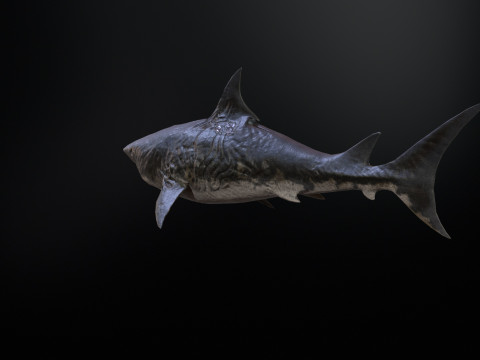 Shark3 3D 모델