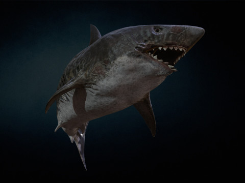Shark3 3D 모델