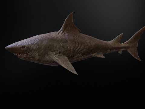 Shark3 3D 모델