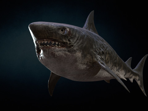 Shark3 3D 모델
