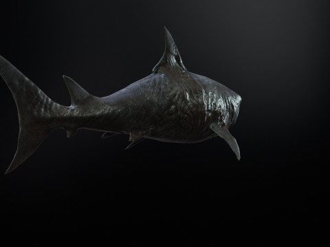 Shark3 3D 모델