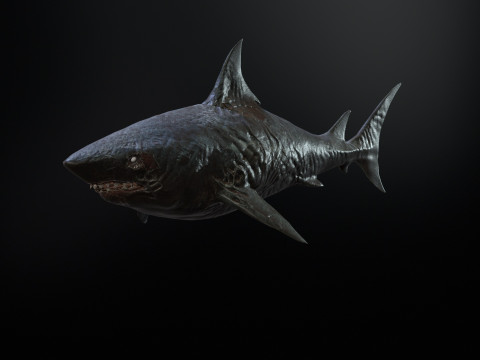 Shark3 3D 모델