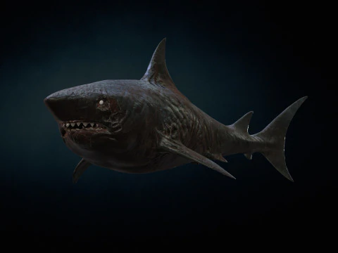 Squalo3 Modello 3D