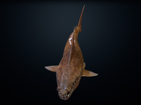Shark2 3Dモデル