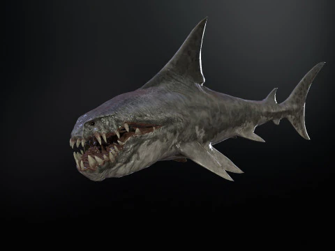 Shark2 3D Model