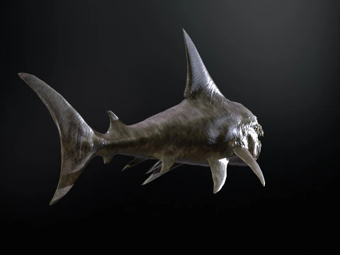 Shark2 3D Model