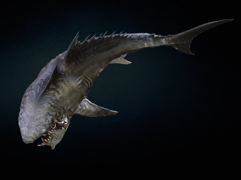 Shark 3Dモデル