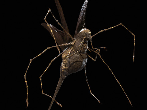 LandBug5 A1 3D Model