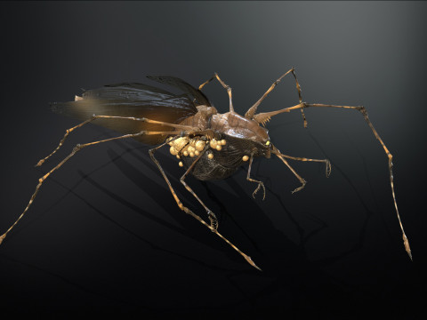 LandBug5 A1 3D Модель