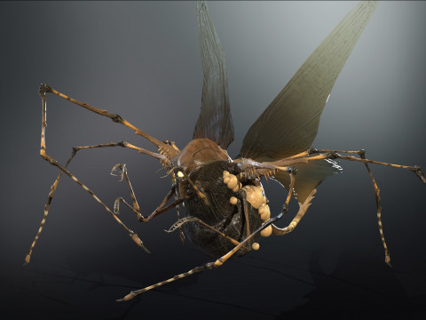 LandBug5 A1 3D Модель