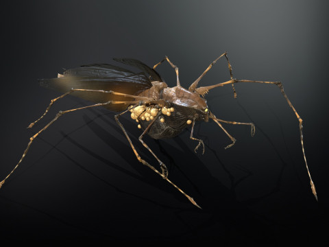 LandBug5 A1 3D Модель