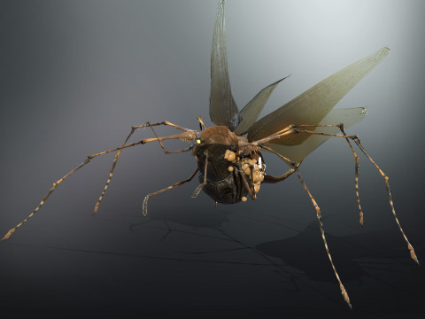 LandBug5 A1 3D Модель