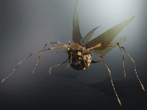 LandBug5 A1 3D Model