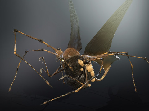 LandBug5 A1 3D Модель