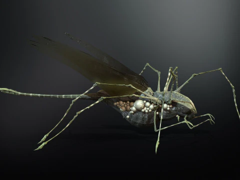 LandBug5 A1 3D Model