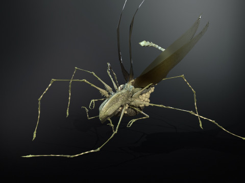 LandBug5 A1 3D Модель