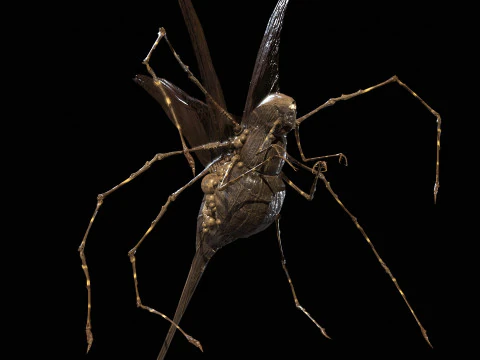 LandBug5 A1 3D Model
