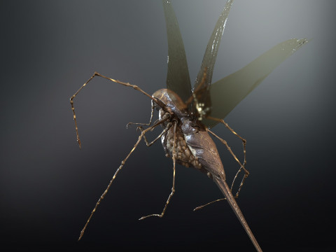 LandBug5 A1 3D Модель