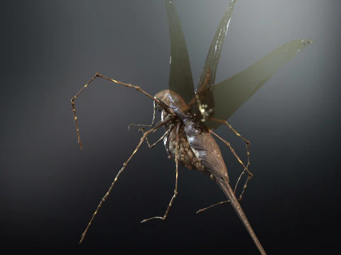 LandBug5 A1 3D Model