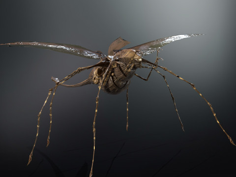 LandBug5 A1 3D Модель