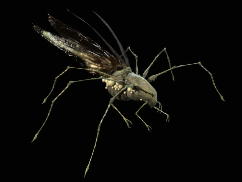 LandBug5 A1 3D Model