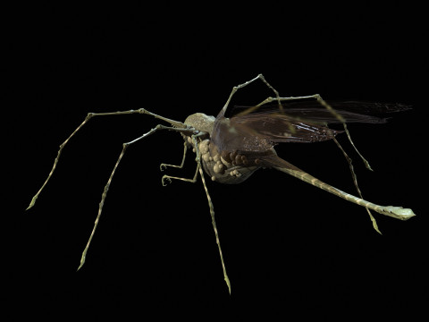 LandBug5 A1 3D Модель