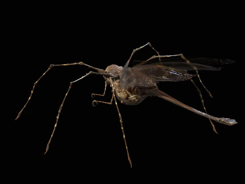 LandBug5 A1 3D Model