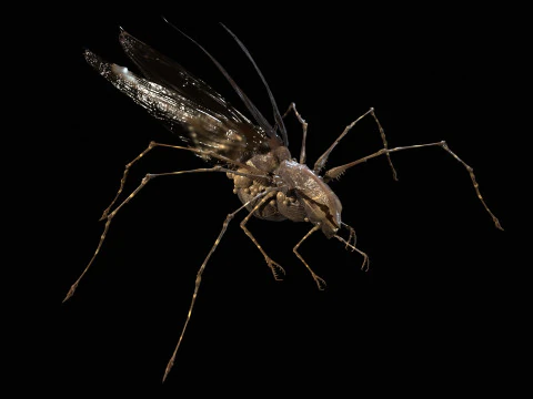 LandBug5 A1 3D Model
