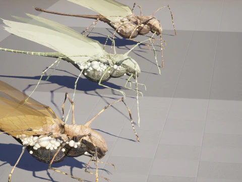 LandBug5 A1 3D Model